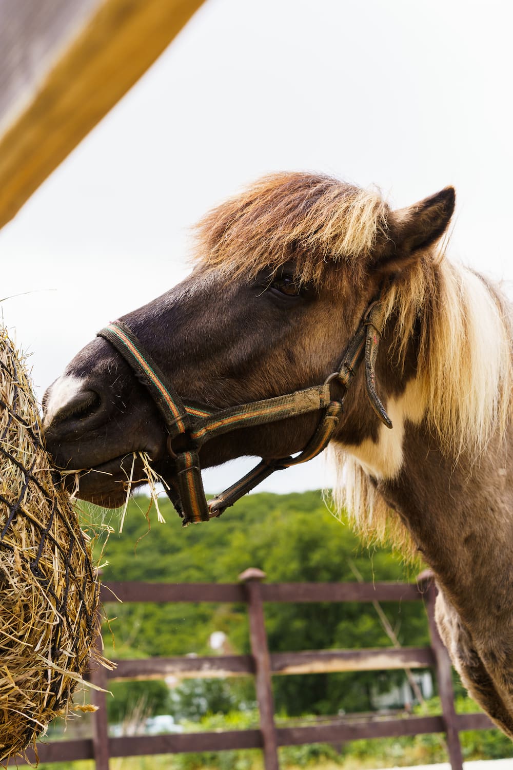 Конный клуб