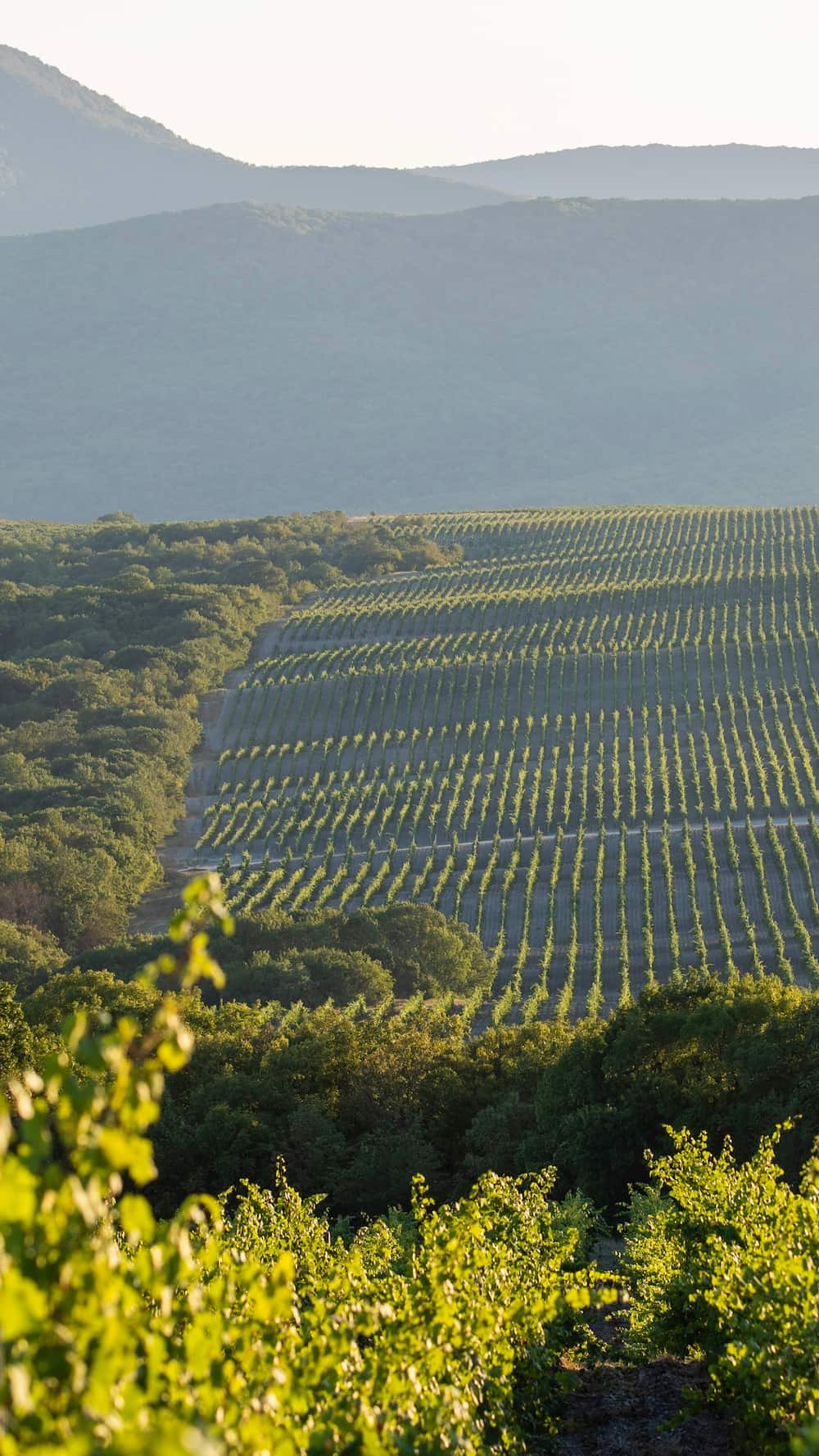 Винные дороги Кубани