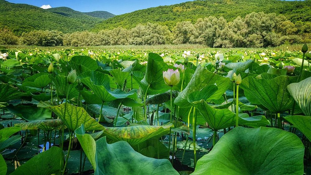 Озеро лотосов